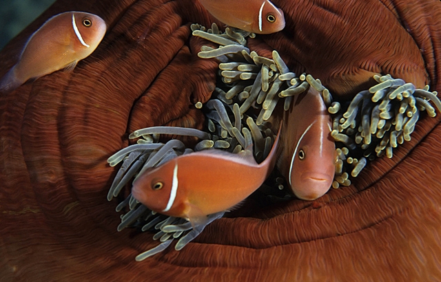 Clownfish in Anemone-Diving in Papua New Guinea